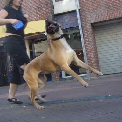 1118_baasjes.jpg