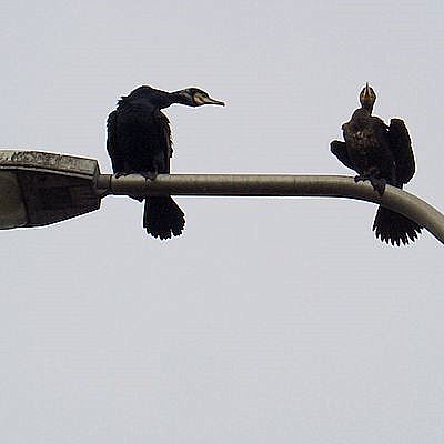 1267_xviii_2.jpg