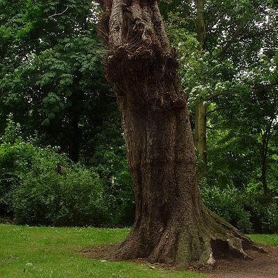1813__houtmansplantsoen_2008.jpg