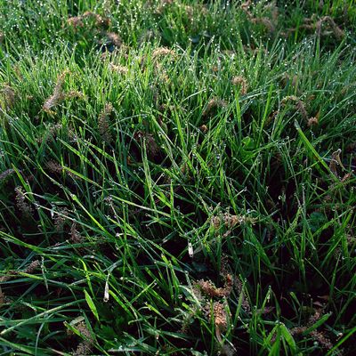 220_gras_234.jpg