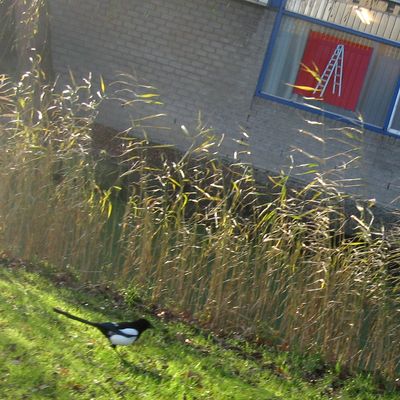 2238_mijn_evenwicht_21_10_2012.jpg