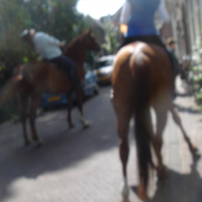 2569_te_paard.jpg