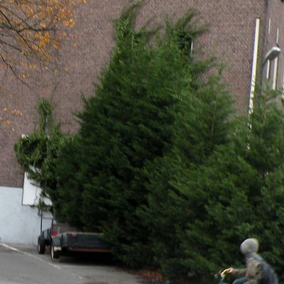 2635_bij_de_struiken_20_11_2013.jpg