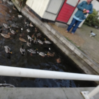 2735_dierenliefde.jpg