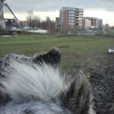 3132_uithoek_half_gouda.jpg