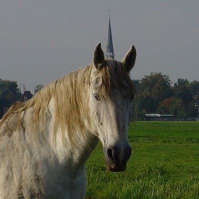 389___fabel.jpg