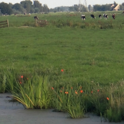 4188_feestelijk_half_gouda.jpg