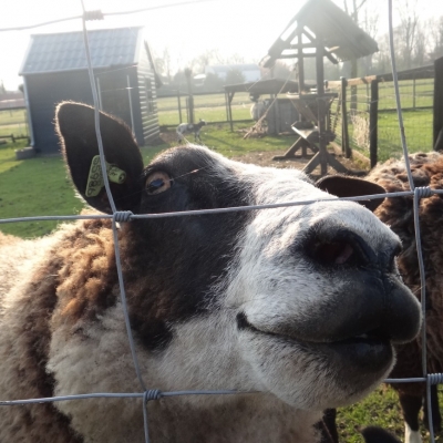 4349_lippendienst_half_gouda.jpg