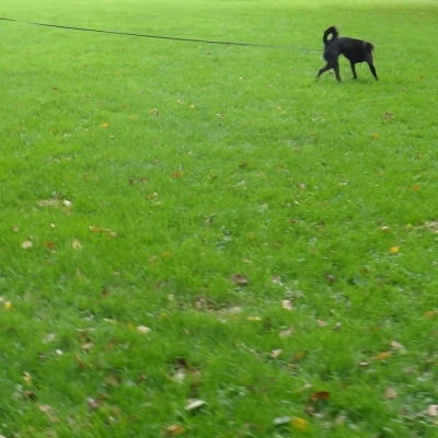4777_aap_is_hond_half_gouda.jpg