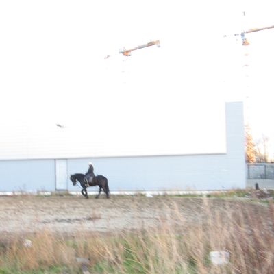 481_te_paard_14_1.jpg