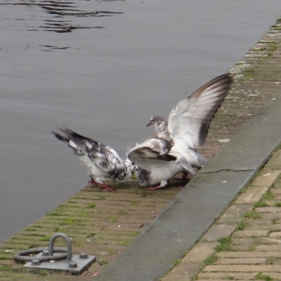 4858_meneer_half_gouda.jpg