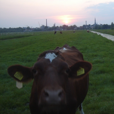 4911_neusje_half_gouda.jpg