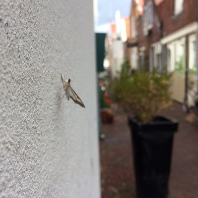 5002_juffrouw_de_wit_half_gouda_31_08_2018.jpg