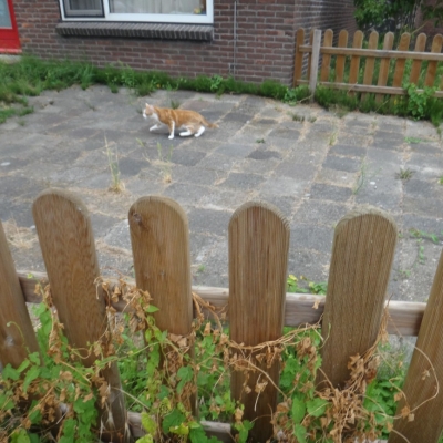 5057_de_manier_waarop_half_gouda.jpg