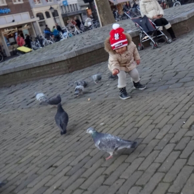 5214_haikeus19_half_gouda.jpg