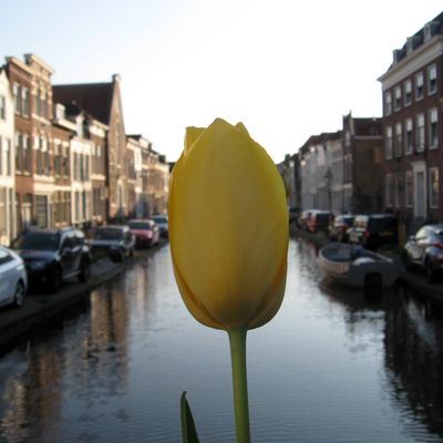 5248_buitenleven_half_gouda_05_05_2019.jpg