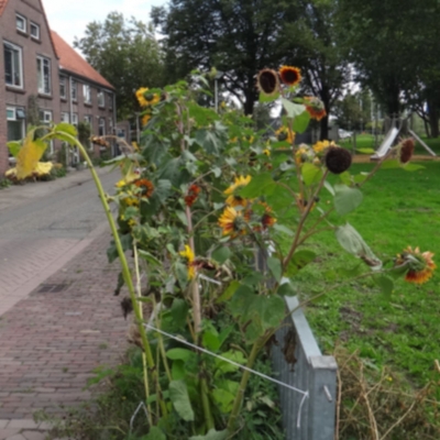 5412_grote_trek_half_gouda.jpg