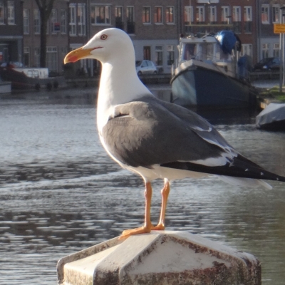 5533_haikeus36_half_gouda.jpg