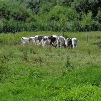 5680_koeienblokkade.jpg