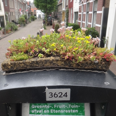 5683_gouden_combinatie_half_gouda.jpg