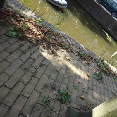 5780_om_de_noord_half_gouda.jpg