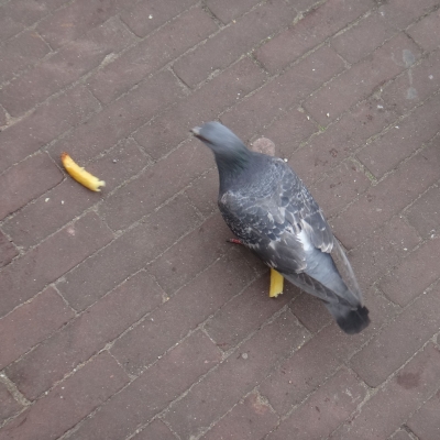 5811_met_frituur_half_gouda.jpg