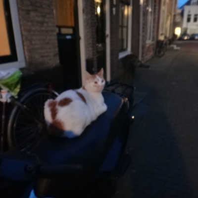 5892_helaas_half_gouda.jpg