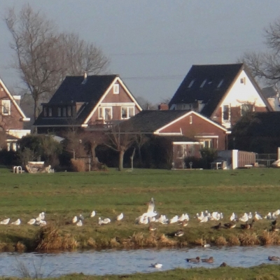 5901_randgebied_half_gouda.jpg