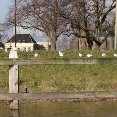 5949_hier_even_halfgouda.jpg