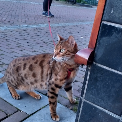 5960_city_wildlife.jpg