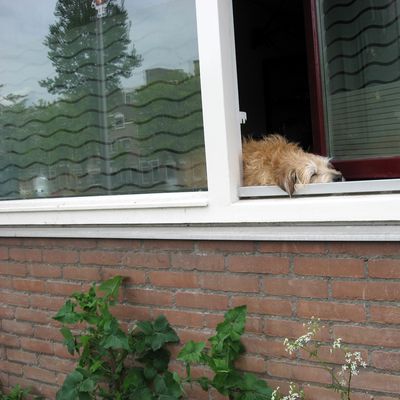 5983_actiefoto_half_gouda_07_05_2023.jpg