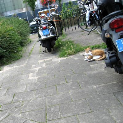 6085_op_de_rug_half_gouda_10_08_2023.jpg