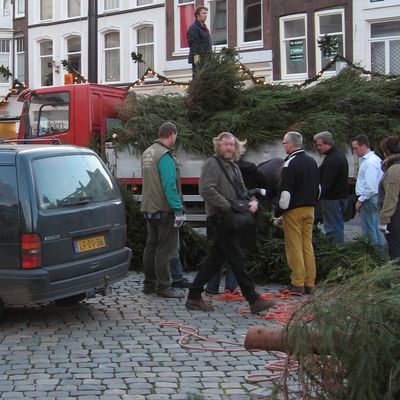 78_de_hoogste_bomen_612.jpg