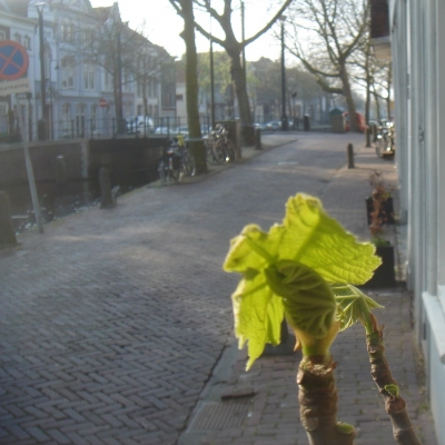 957_ochtendblad.jpg